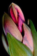 Bl&uuml;te einer Amaryllis, Amaryllidaceae,