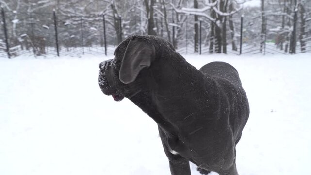 One-year-old Cane Corso stands in the snow on a snowy winter day and looking around on the training ground. 4K