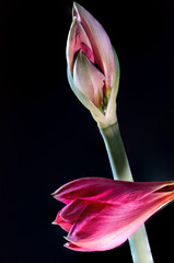 Bl&uuml;te einer Amaryllis, Amaryllidaceae,