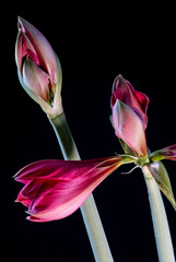 Bl&uuml;te einer Amaryllis, Amaryllidaceae,