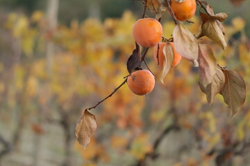 particolare di una pianta di cachi in autunno
