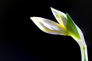 Bl&uuml;te einer Amaryllis, Amaryllidaceae,