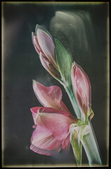 Bl&uuml;te einer Amaryllis, Amaryllidaceae,