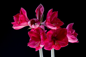 Bl&uuml;te einer Amaryllis, Amaryllidaceae,
