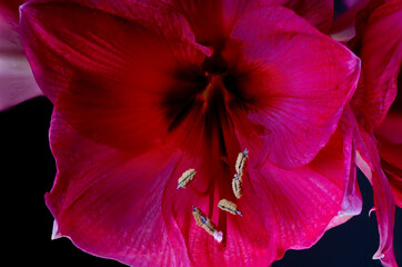 Bl&uuml;te einer Amaryllis, Amaryllidaceae,