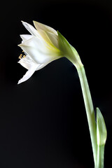 Bl&uuml;te einer Amaryllis, Amaryllidaceae,