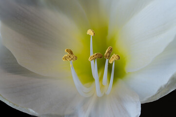 Bl&uuml;te einer Amaryllis, Amaryllidaceae,