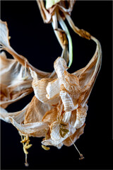 Bl&uuml;te einer Amaryllis, Amaryllidaceae,