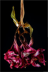 Bl&uuml;te einer Amaryllis, Amaryllidaceae,