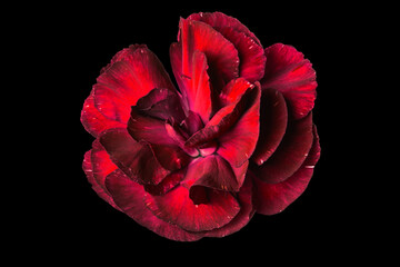 Red carnation flower on a black background.