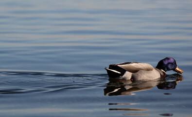 Mallard duck swimming on calm lake with copy space