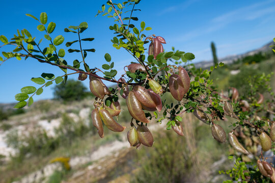 Fully ripened Colutea arborescens (bush clover) fruits and green leaves. Botanical details and natural texture.