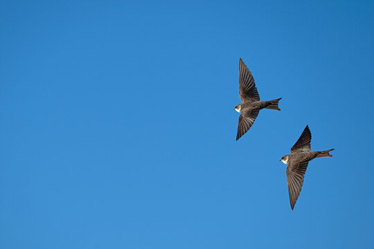 Two swallows (Sand Martin - Riparia riparia) flapping their wings in the blue sky. A symbol of speed and freedom, a clear and detailed wildlife shot.