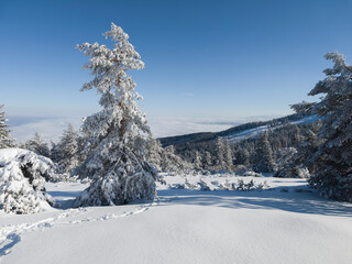 Winter Landscape of Vitosha Mountain, Bulgaria