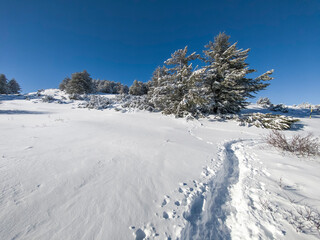 Winter Landscape of Vitosha Mountain, Bulgaria