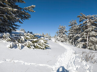 Winter Landscape of Vitosha Mountain, Bulgaria