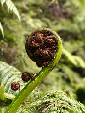 Stelo di felce arborea nera