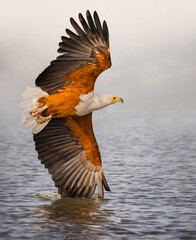 African Fish Eagle Taking Off From Water With Wings Spread