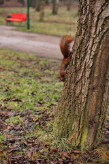 Obraz premium A red squirrel climbing down a textured tree trunk in a public park with a blurred red bench in the background. Action shot of urban wildlife in a natural autumn park landscape.