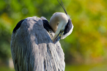 A grey heron preening its feathers, captured in a calm moment of bird grooming behavior