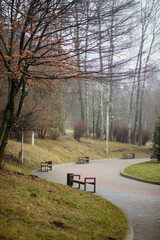 Obraz premium Tranquil scene of a winding stone path in a misty public park during late autumn, featuring empty modern benches, bare trees, and a soft foggy atmosphere. Peaceful morning.