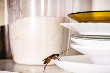 Brazilian cockroach inside the kitchen, walking on dirty dishes, insect and pest problem inside the house.