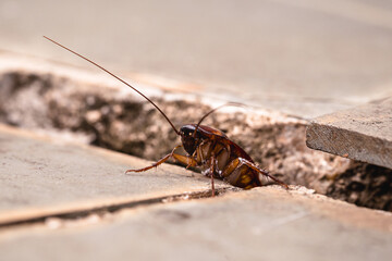 cockroach coming out of holes in the ground, need for pest control, pests and insect infestation in the yard