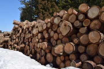 切り出された杉の丸太 降雪風景