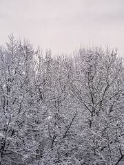 Snow Tree 1