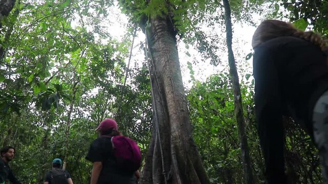 Hiking through jungle