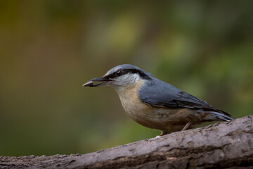 Obraz premium Eurasian Nuthatch Holding a Sunflower Seed on a Woodland Perch