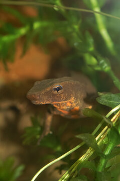Closeup on the endangered Hong-kong Newt, Paramesotriton hongkongensis