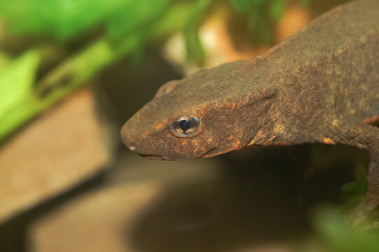 Closeup on the endangered Hong-kong Newt, Paramesotriton hongkongensis