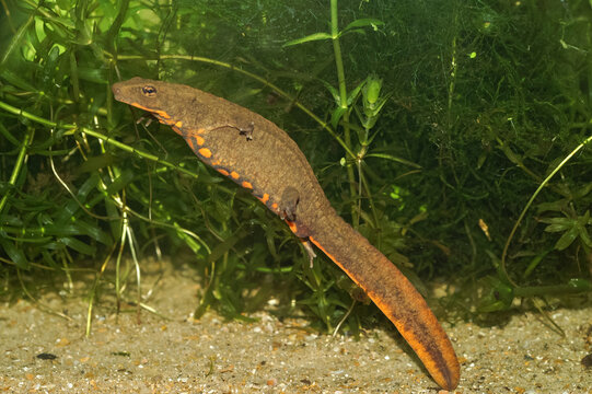 Closeup on the endangered Hong-kong Newt, Paramesotriton hongkongensis