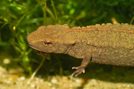 Closeup on the endangered Hong-kong Newt, Paramesotriton hongkongensis