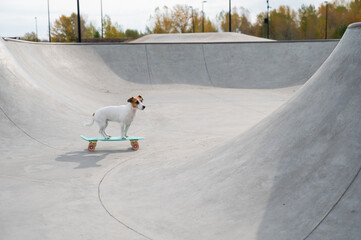 A Jack Russell Terrier rides a penny board at a skate park.