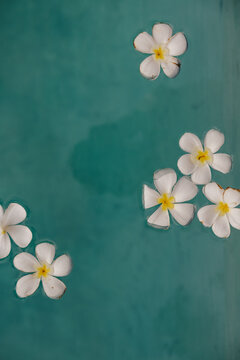 Plumerias in the Pool