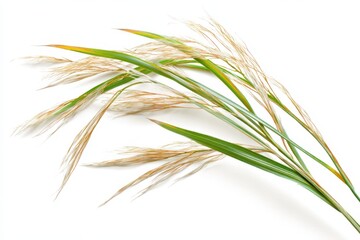 Fototapeta premium Single ornamental grass plant on white backdrop for clean botanical imagery
