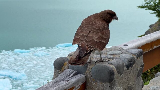 A Chimango Caracara bird suddenly turns its head to look directly into the camera. Perito Moreno Glacier in the background. Patagonia wildlife, travel and eco-tourism concept. Slow Motion. Close-up