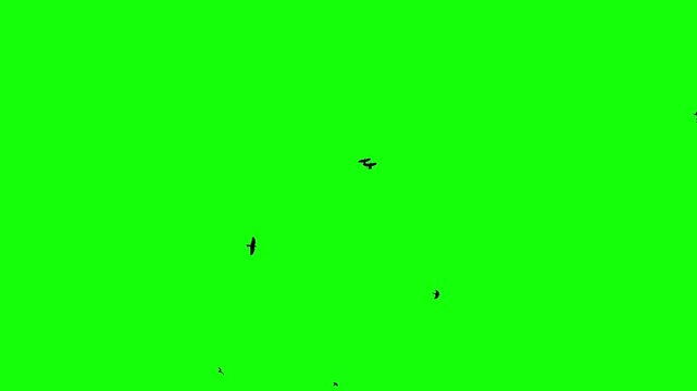 Black ravens soar freely in the sky, riding the currents of the wind. A flock of black birds flying on chroma key green screen background. Silhouettes of Migrating Birds in motion. For compositing VFX