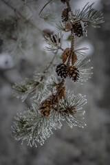 Close up view of a pine tree branch covered in frost in the winter.
