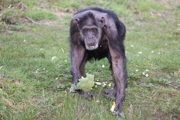 Pan troglodytes chimpanzee eating broccoli on the ground