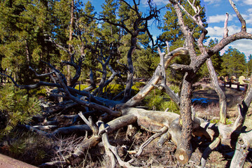 Obraz premium Huge Fallen Tree at Sunset Point in Bryce Canyon National Park in Southern Utah.