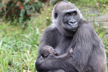 Western Lowland Gorilla with baby