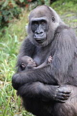 Western Lowland Gorilla with baby