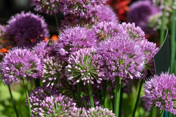 Fototapeta premium Close up of allium serendipity flowers in bloom