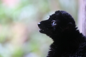 Eulemur flavifrons close up portrait on blurred background