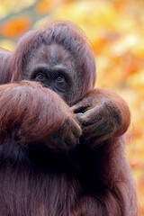 portrait of the Pongo pygmaeus close up