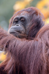 portrait of the Pongo pygmaeus close up