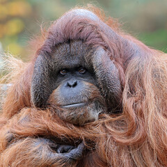portrait of the Pongo pygmaeus close up